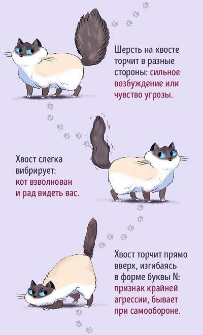 как найти общий язык с котом