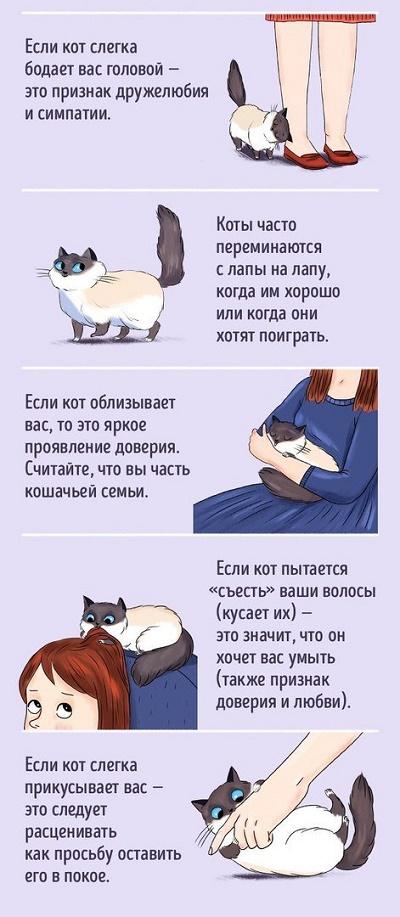 как найти общий язык с котом