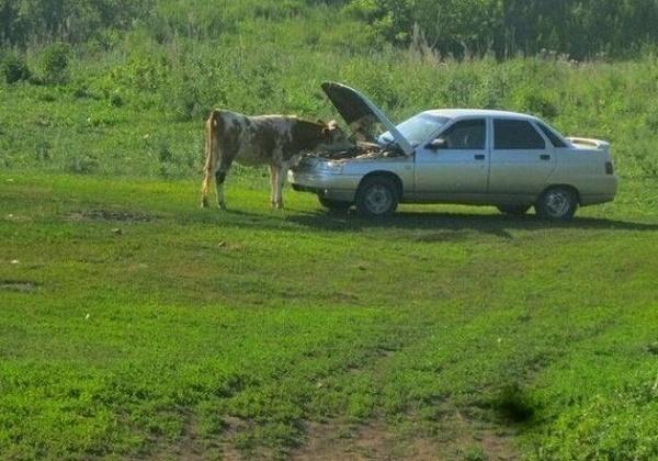 веселая жизнь на селе