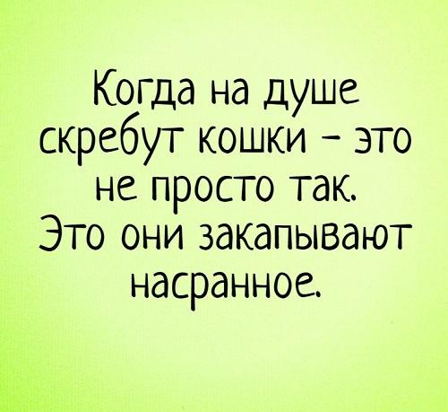 Подробнее о статье Ржачные до слез статусы