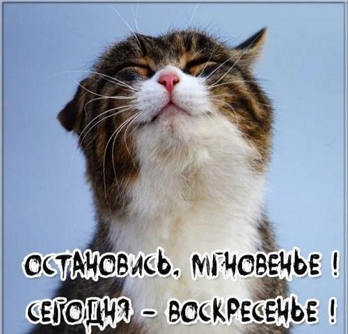 Подробнее о статье Воскресные анекдоты 2 февраля 2020 года