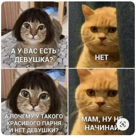 Шутки про котов на картинках