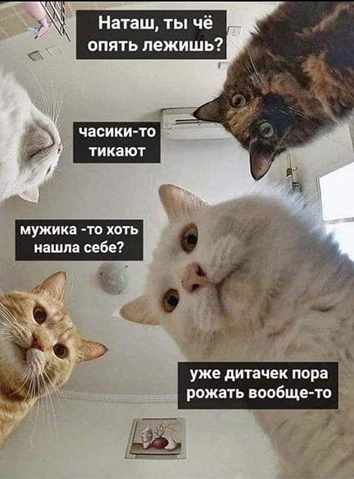 Шутки про котов на картинках