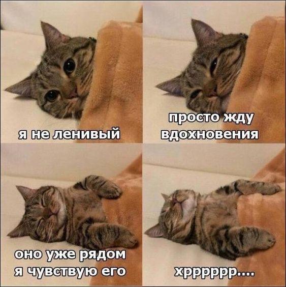 Шутки про котов на картинках