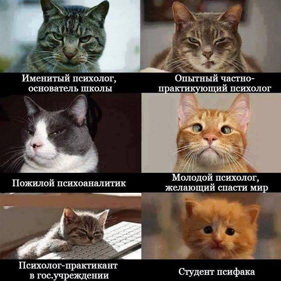 Шутки про котов на картинках