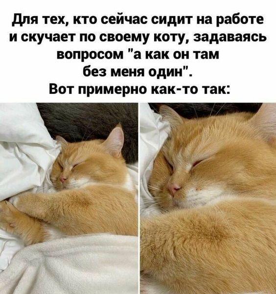 Шутки про котов на картинках