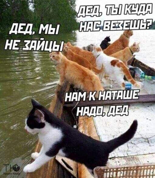 Шутки про котов на картинках