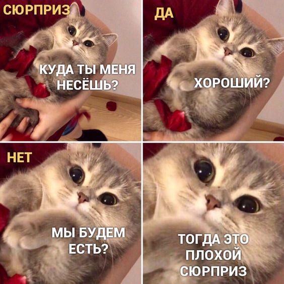 Шутки про котов на картинках