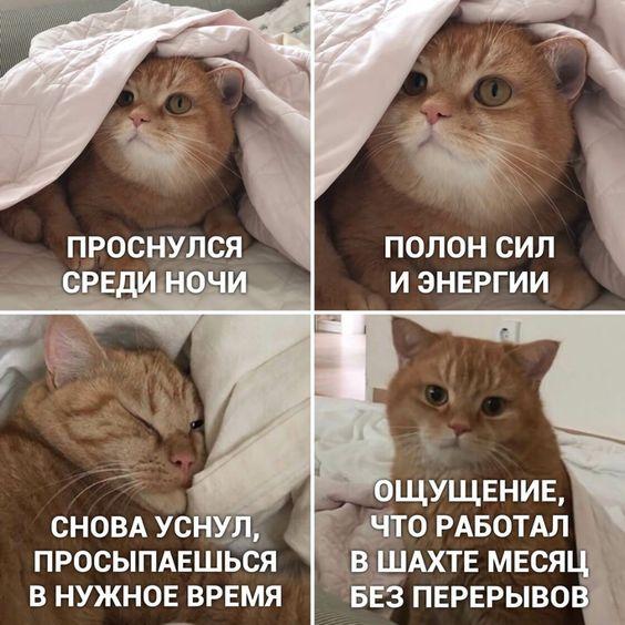 Шутки про котов на картинках