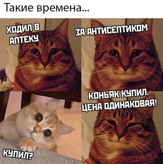 Шутки про котов на картинках