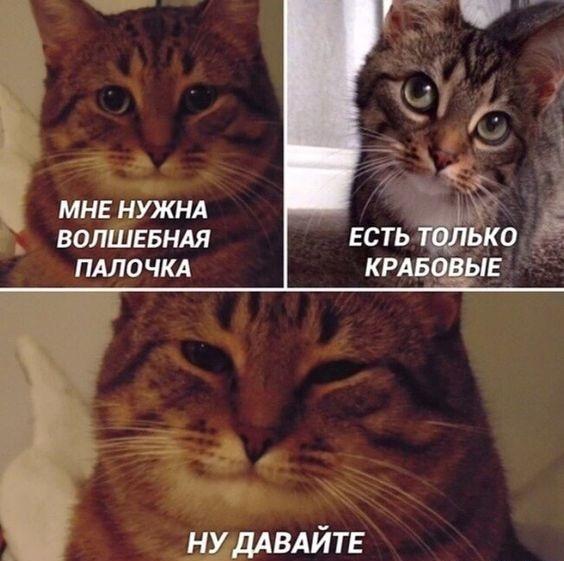 Шутки про котов на картинках