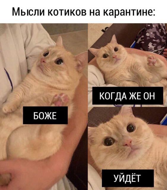 Шутки про котов на картинках