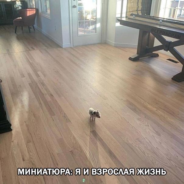 Смешные свежие мемы