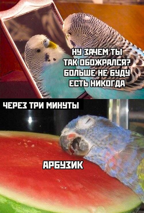 Смешные свежие мемы