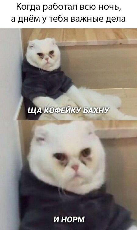 Мемы про котов