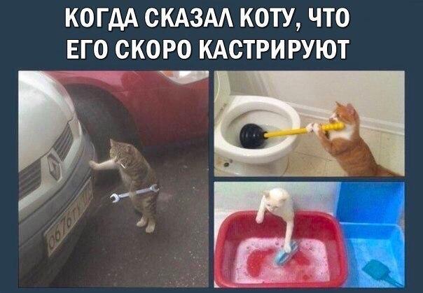 Мемы про котов