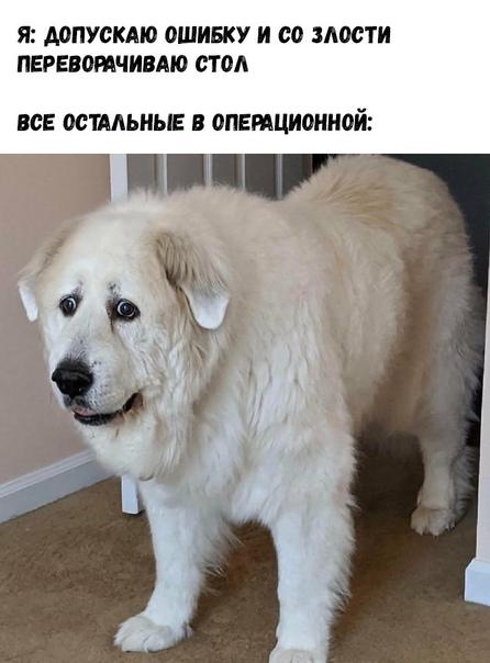 Смешные свежие мемы