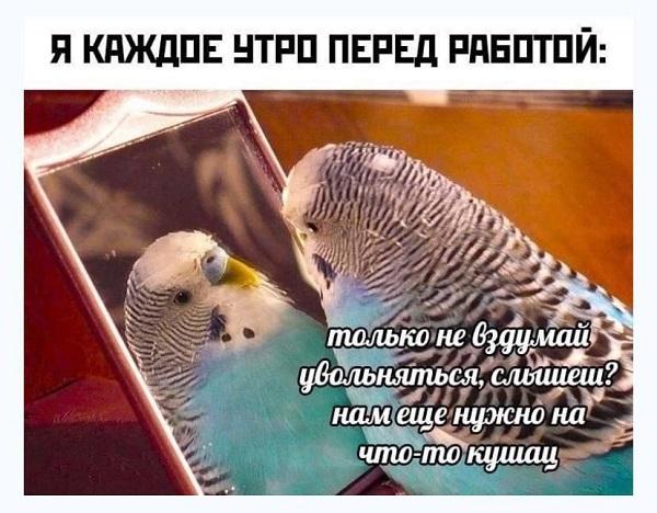 Смешные свежие мемы