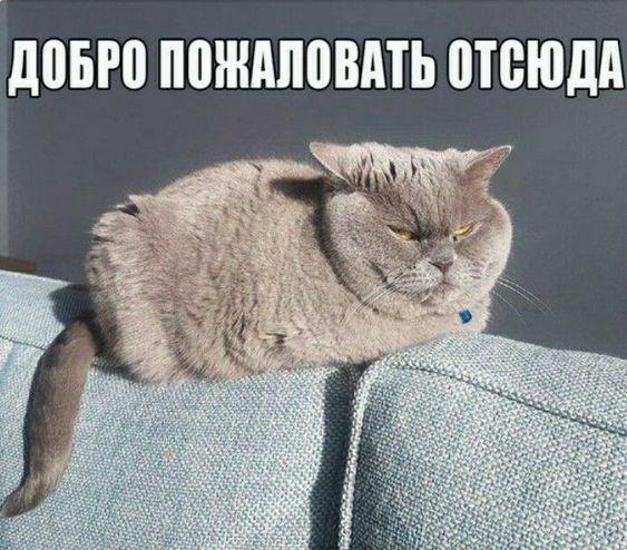 смешно про кошек