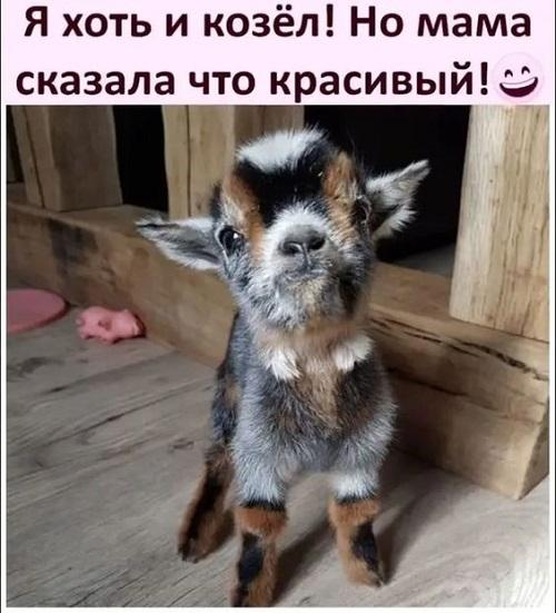 Свежие классные мемы воскресенья