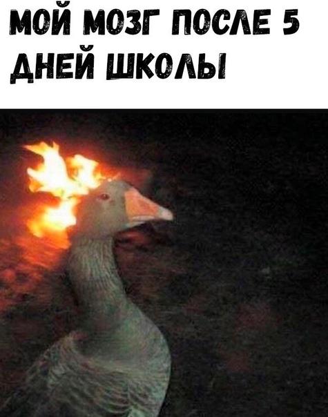 Свежие убойные мемы среды