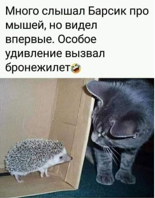 Свежие угарные мемы четверга