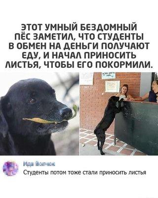 Новые мемы пятницы