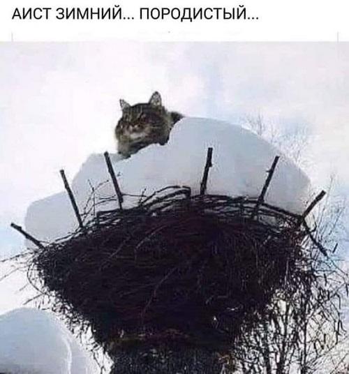 Новые самые смешные мемы вторника