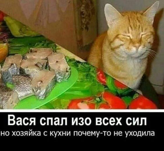 Новые улетные мемы вторника