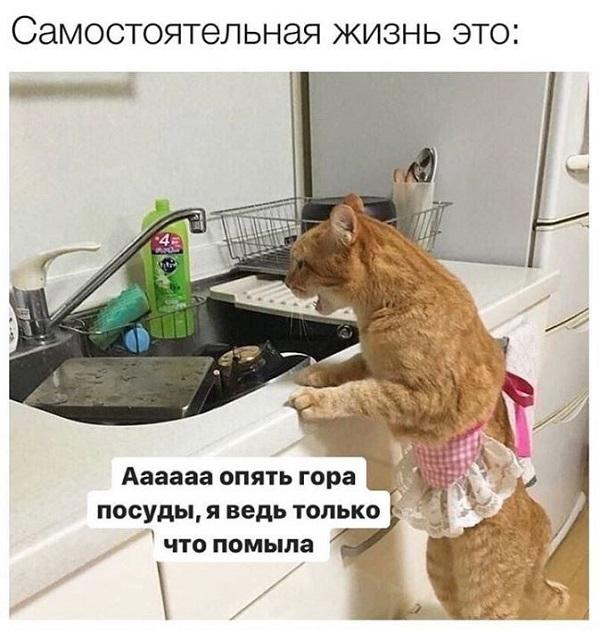 Новые улетные мемы среды