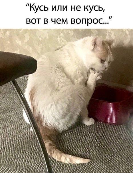 Новые угарные мемы вторника