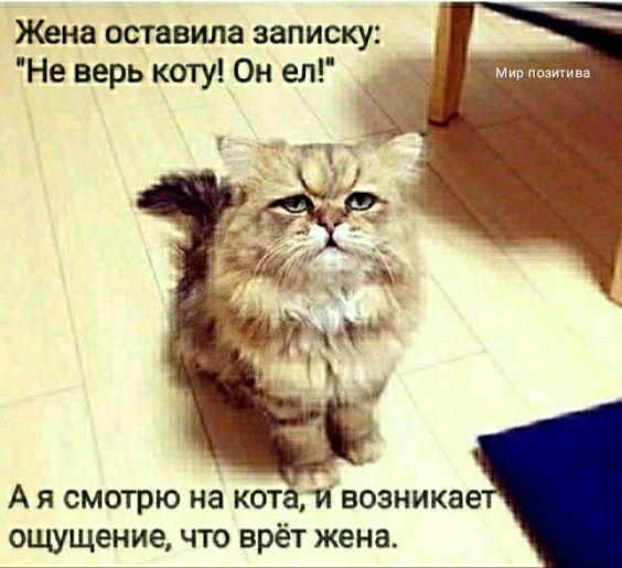 Новые клевые мемы субботы