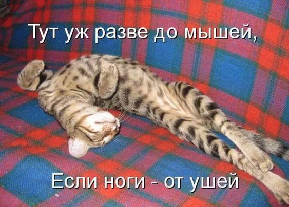 Новые клевые мемы субботы