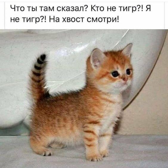 Свежайшие мемы четверга