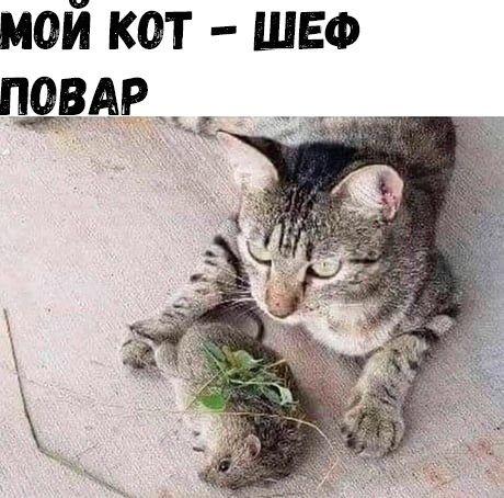 Ржачные до слез картинки