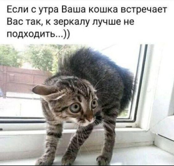 Свежие лучшие веселые картинки