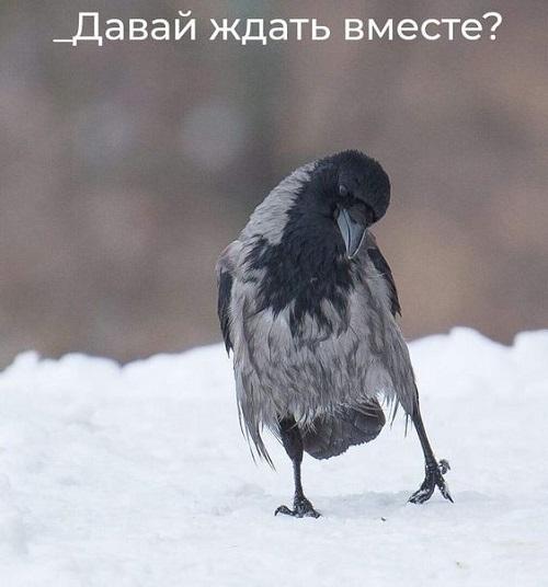 Клевые свежие мемы (среда)