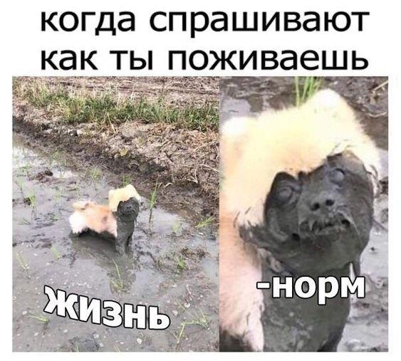 Смотреть свежие мемы (четверг)