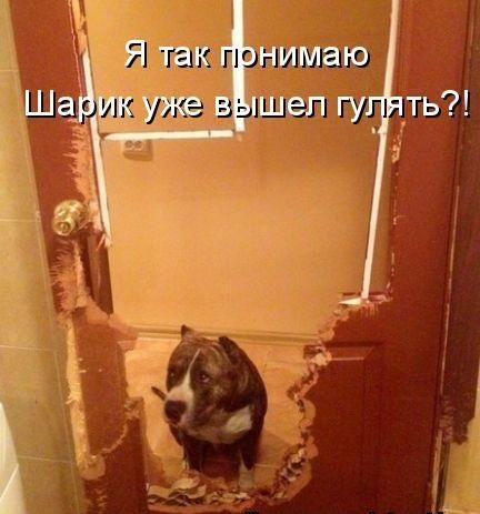 Самые прикольные картинки