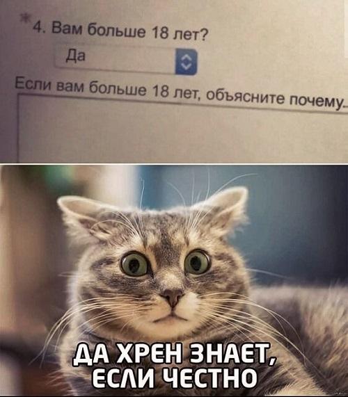 Смешные до слез и забавные картинки