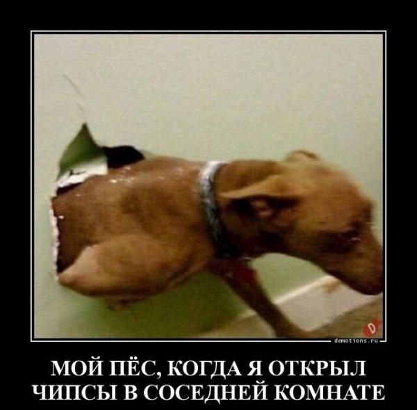 Свежие смешные демотиваторы