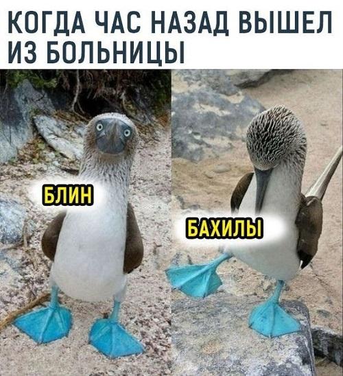 Прикольные и веселые картинки