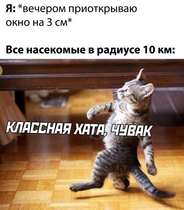 Мемы для пятницы