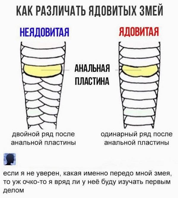 Смешные до слез мемы понедельника