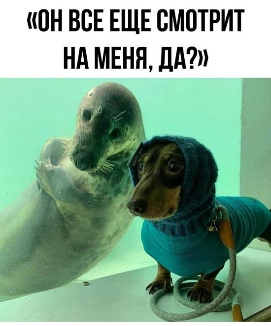 Самые смешные мемы для среды