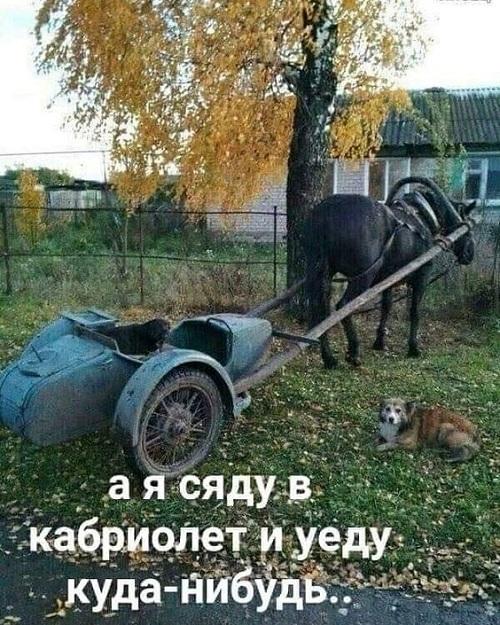 Мемы и самые смешные картинки с надписями