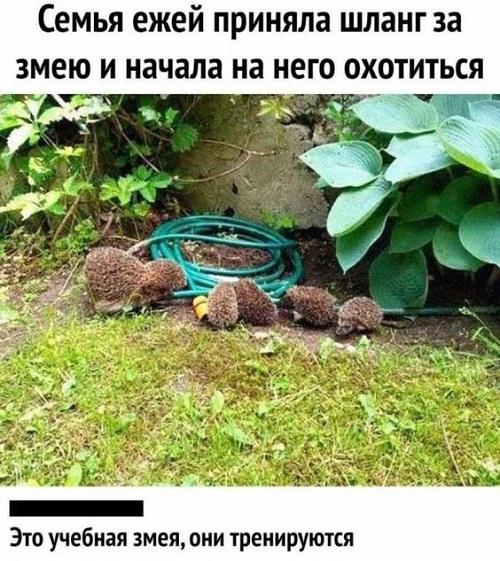 Новые мемы и прикольные до слез картинки