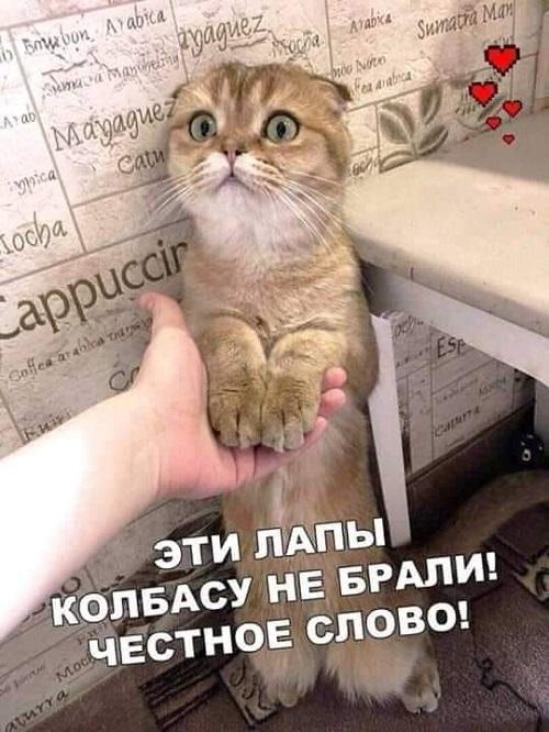 Новые мемы и веселые картинки