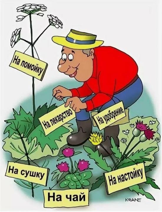 Смешные карикатуры про цветы