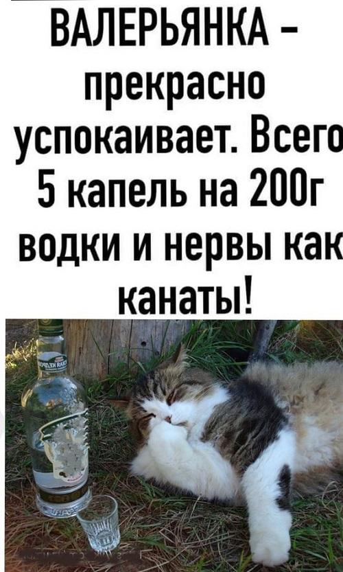 Прикольные картинки, которые поднимут настроение